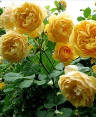 Hạt Giống Hoa Hồng Leo Pháp Mix Màu