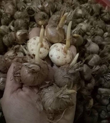 Bộ 10 củ giống hoa nghệ tây nhiều màu