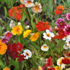 Hạt Giống Hoa Mây Nhiều Màu ( Nemesia Strumosa Mixed )
