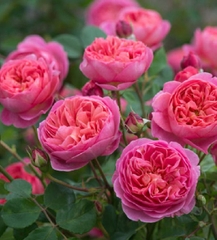 Hạt Giống Hoa Hồng Leo Pháp Mix Màu