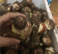 Củ Giống Hoa Huệ Tây Hoa Màu Hồng Đào