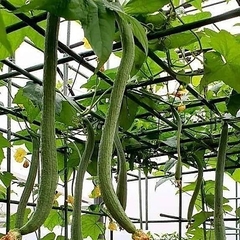 Hạt Giống Mướp Hương Trái Dài F1