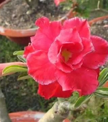 Hạt giống hoa sứ thái mix màu