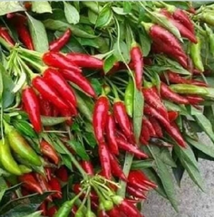 Hạt Giống Ớt Chỉ Thiên Chùm Đỏ Siêu Cay