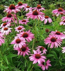 Hạt Giống Hoa Cúc Trái Thông