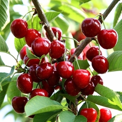 Hạt Giống Cây Cherry ( Anh Đào )