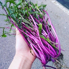 Hạt giống rau cải đuôi phụng đỏ - Gói 20gram