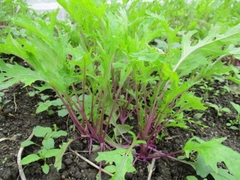 Hạt giống rau cải đuôi phụng đỏ - Gói 20gram