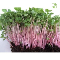 Hạt Giống Rau Mầm Củ Cải Đỏ - Gói 20gram