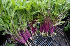 Hạt giống rau cải đuôi phụng đỏ - Gói 20gram