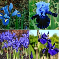 Hạt Giống Diên Vĩ Xanh (Iris Xanh )