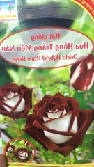 Hạt Giống Hoa Hồng Trắng Viền Nâu