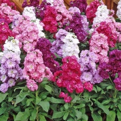 Hạt Giống Hoa Hoàng Anh Mix Màu