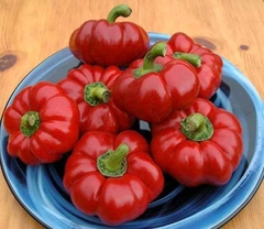 Hạt Giống Ớt Bí Ngô PUMPKIN F1