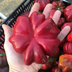 Hạt Giống Ớt Bí Ngô PUMPKIN F1