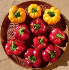 Hạt Giống Ớt Bí Ngô PUMPKIN F1