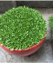 Hạt Giống Cỏ May Mắn - Gói 1gram