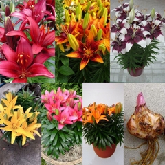 combo 5 củ hoa ly ly lùn nhiều màu ( có các màu đỏ , vàng, cam. hồng , trắng )