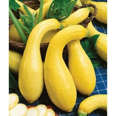 Hạt giống bí thiên nga F1