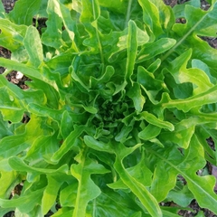 Hạt Giống Rau Xà Lách Sồi Xanh OAKLEAF - Gói 2gram