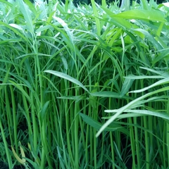 Hat Giống Rau Muống Cao Sản Lá Tre