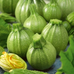 Hạt Giống Bí Ngồi Xanh Quả Tròn