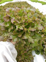 Hạt Giống Rau Xà Lách Sồi Đỏ OAKLEAF - Gói 2gram
