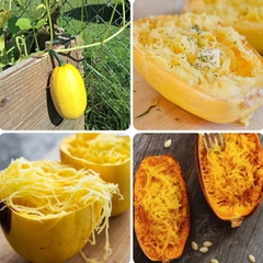 Hạt Giống Bí Trộn Gỏi, Bí Sợi Mì Spaghetti Tivoli - Gói 5 hạt