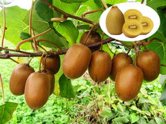 Hạt Giống Cây Ăn Trái Kiwi