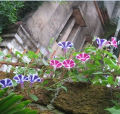 Hạt Giống Hoa Bìm Bìm Mix Màu