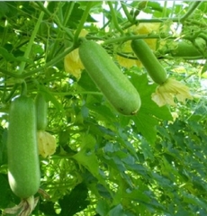Hạt Giống Bí Đao Chanh Lai F1