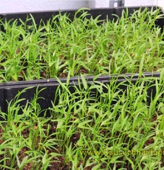 Hat Giống Rau Muống Cao Sản Lá Tre