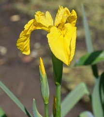 Hạt Giống Diên Vĩ Vàng (Iris Vàng)