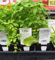 Hạt Giống Hạt Chia - Mỹ (Salvia hispanica)