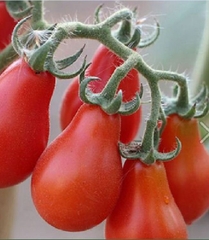 Hạt Giống Cà Chua Cherry Lê Đỏ