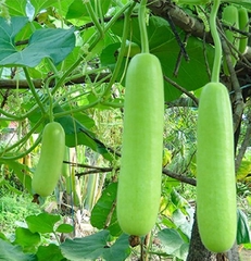 Hạt Giống Bầu Lai Xanh F1