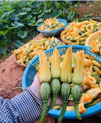 Hạt Giống Bí Siêu Nụ Cao Sản