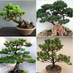 Hạt Giống Cây Tùng