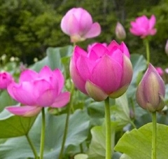 Hạt giống hoa sen lớn ( sen ta ) mix màu