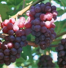 Hạt Giống Nho Leo Giàn Pháp