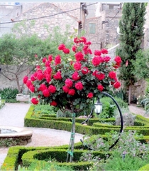 Hạt giống Hoa Hồng Thân Gỗ Tree Rose Mix Màu