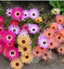 Hạt Giống Hoa Mười Giờ Châu Phi Mix Màu