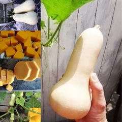 Hạt Giống Bí Ngô Mật Butter F1 Đài Loan