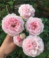 Hạt giống hoa hồng cổ vân khôi
