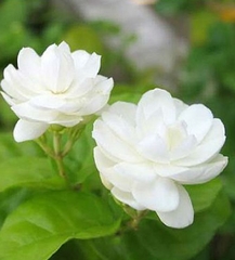 Hạt Giống Hoa Nhài ( Hoa Lài )