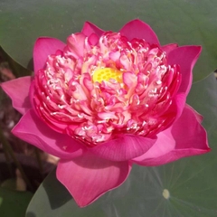 Hạt Giống Hoa Sen Bách Diệp Đỏ
