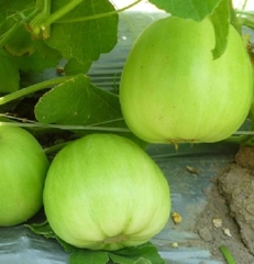 Hạt Giống Dưa Lê Siêu Ngọt F1