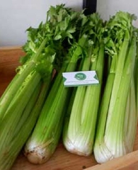 Hạt Giống Cần Tây Bẹ To Mỹ - Gói 100 hạt