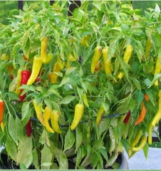 Hạt Giống Ớt Sừng Vàng Châu Phi F1