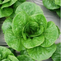 Hạt Giống Xà Lách ROMAINE Xanh - Gói 0.2gram